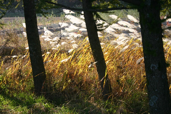            대관령 가는 길