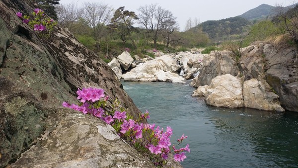 함양 거연정의 철쭉꽃