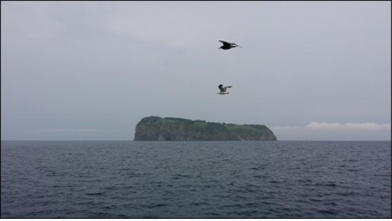 ▲죽도와 갈매기