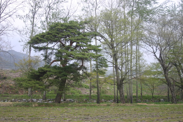                           노하리 마을 숲