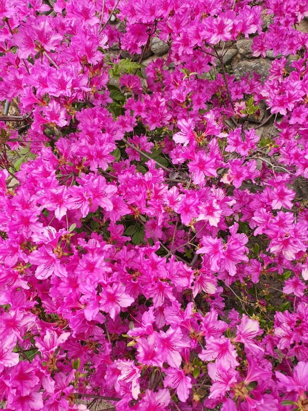 지리산 바라봉 철쭉꽃