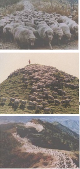 1970년대 박정희 정권시절, ‘한-호 면양 시범목장’ 프로젝트에 의해 들어서기 시작한 지리산 바래봉 정상의 양떼 모습.