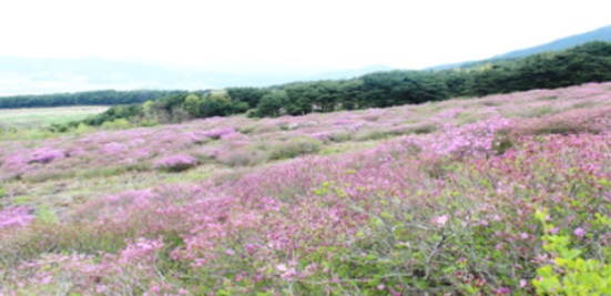 바래봉 정상에 오르는 길엔 양떼 대신 철쯕이 대신하고 있다.
