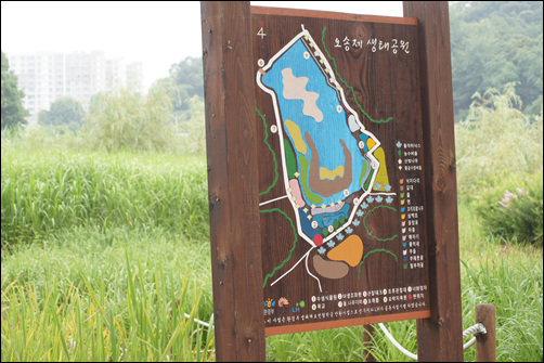 ▲오송제를 지키고 서있는 고목들, 나이가 궁금하다.