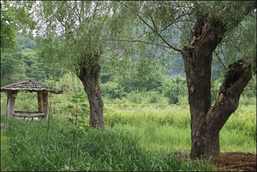 ▲오송제에는 최근 멸종위기식물인 '전주물꼬리풀'이 101년 만에 돌아와 관심을 끌었다.