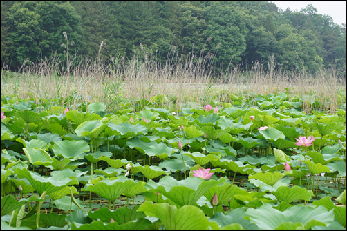▲오송제는 희귀종인 낙지다리 군락 등 식물과 오색딱따구리·기러기·쇠오리 등 조류, 밀잠자리·모메뚜기·게아제비 등 곤충을 합쳐 동·식물 300여종이 생태 가족을 이루고 있다.