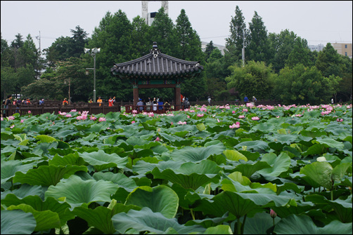 ▲해마다 이맘대면 화려한 연꽃이 활짝 피어 사람들이 발길이 줄을 잇는 전주덕진공원.