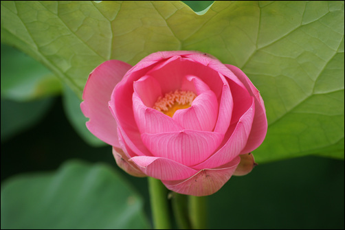 ▲수줍은 듯 노란 속살을 다 드러내지 않고 있는 연꽃.