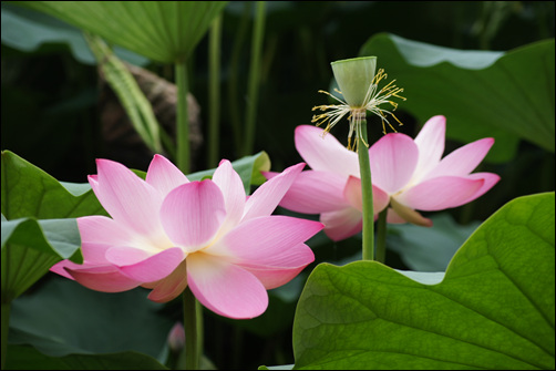 ▲활짝 핀 연꽃 쌍둥이.