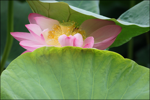 ▲햇빛이 따가웠는지 얼굴을 잎으로 살짝 가리고 있는 연꽃.