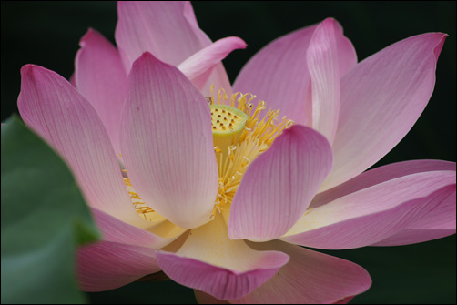 ▲완결, 절정에 이르렀음을 만 천하에 고하고 있는 붉은 연꽃.