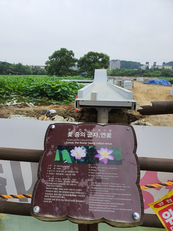                          ▲덕진연못을 가로지르는 보도 공사가 한창 진행 중