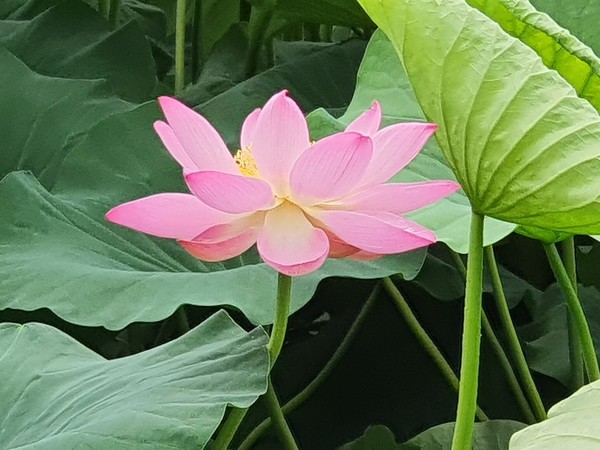              ▲활짝 핀 홍련