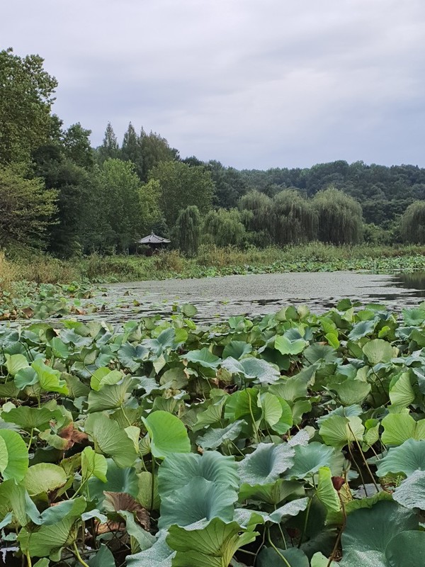 지난 여름 찬란했던 연잎들이 하나 둘 퇴장하며 가을 맞이에 분주한 호수.
