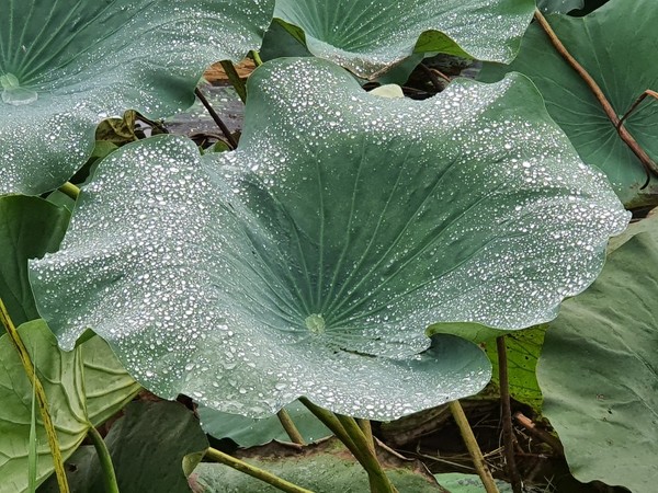 영롱한 이슬과도 슬픈 이별을...