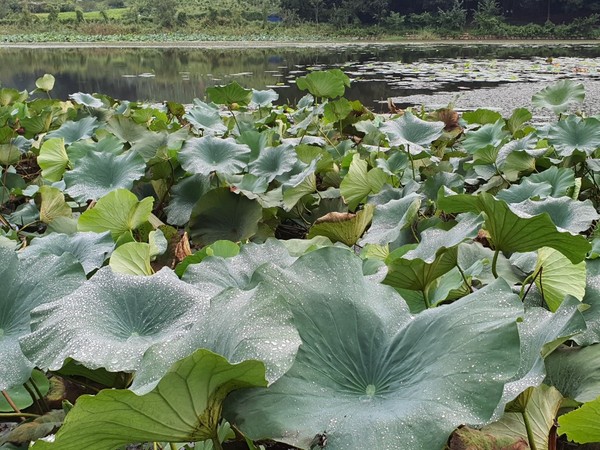 가는 여름이 못내 아쉬워 구슬피 우는 연잎들.   