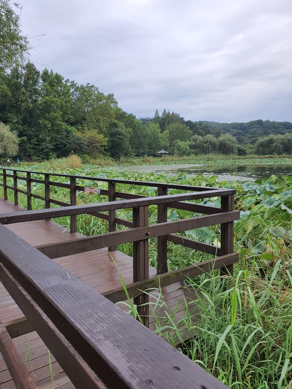 선선한 바람이 살랑살랑 넘실대는 오송제.  