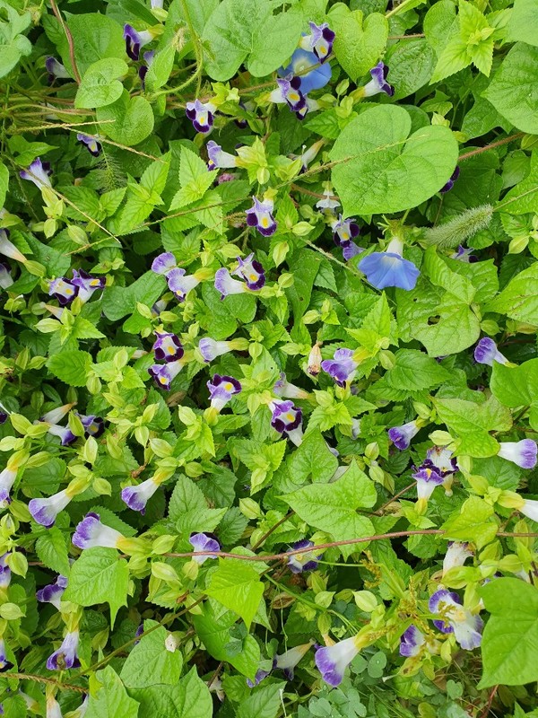 나팔꽃 무리들의 웅장한 가을 합창곡.