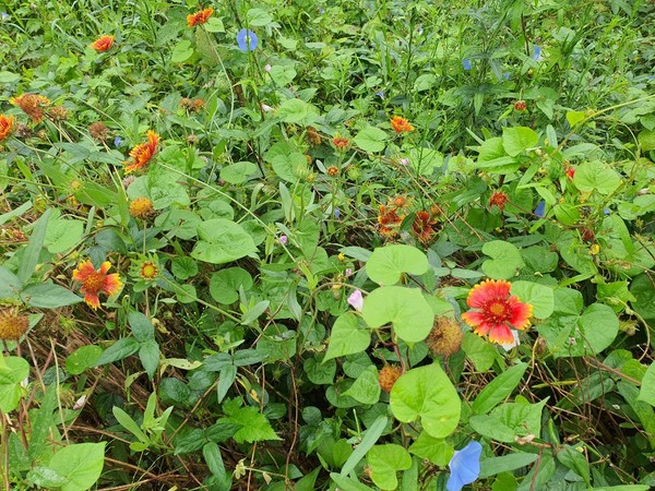 지천에서 가을을 재촉하는 들꽃, 들풀들.  