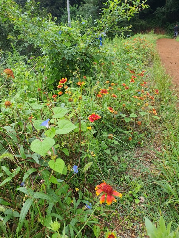 걸음걸음이 가을 속으로... 