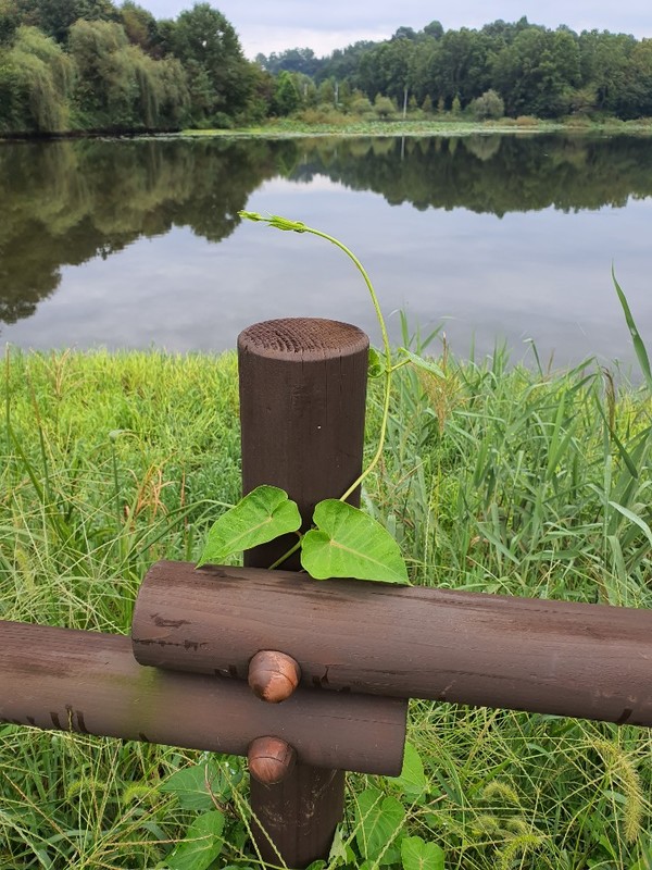 청아한 호수를 향해 가을을 노래하는 그대는 누구?  