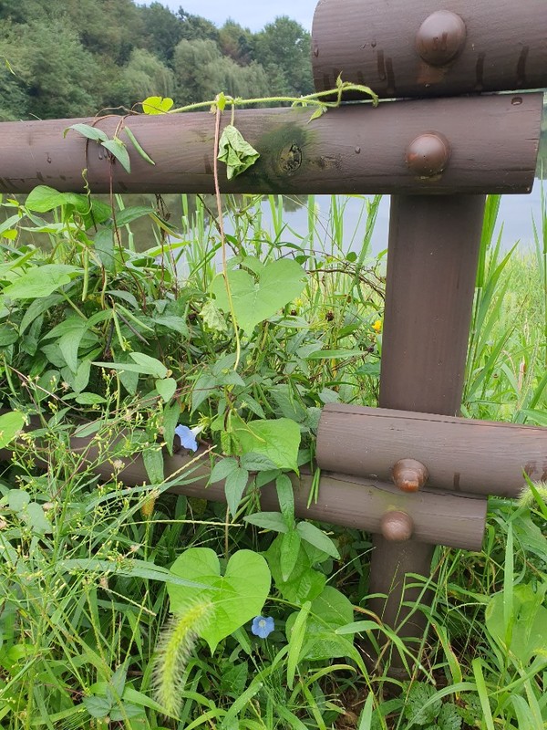 어딜 가나 나팔 나팔 나팔꽃...