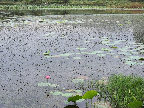 독야청청 홀로 절개를 지키고 서 있는 그대 이름은?