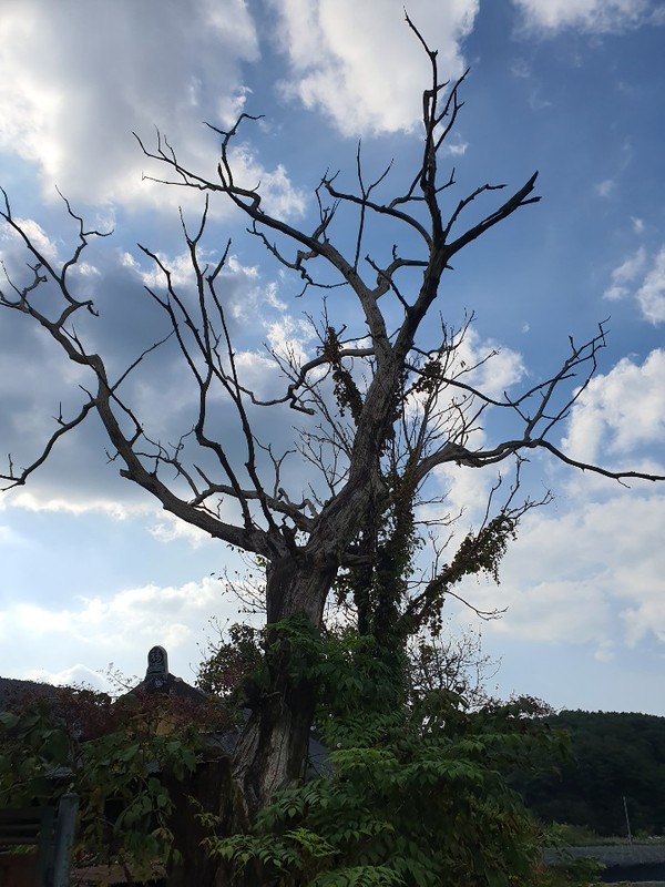 농촌 마을(전북의소리) 