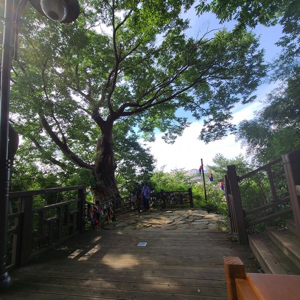  한옥마을 사진촬영의 핫 플레이스 모목대 탐방로에 위치한 한옥마을 당산나무는 수많은 관광객들의 소원주머니를 주렁주렁 매달고 있는 명소이다