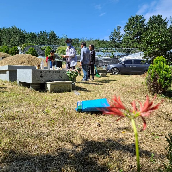 배리씨의 무덤 발치에 피어난 상사화, 죽어서도 어머니를 그리는 마음처럼 아름답다.
