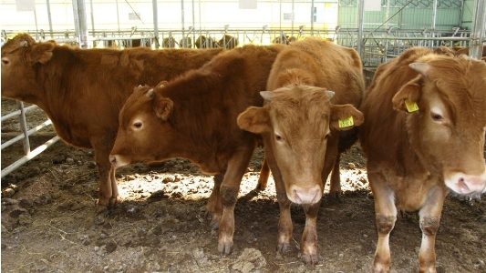 브루셀라병에 노출된 국내 한우들(자료사진).