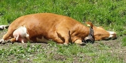 지난 9월 16일 브루셀라병 관련 사이트에 올라와 화제가  된 사진