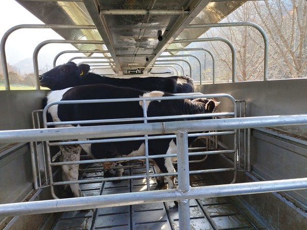 도축장으로 넘겨지고 있는 암소와 거세우들(자료사진).