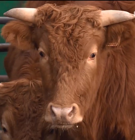 한우(자료 사진)