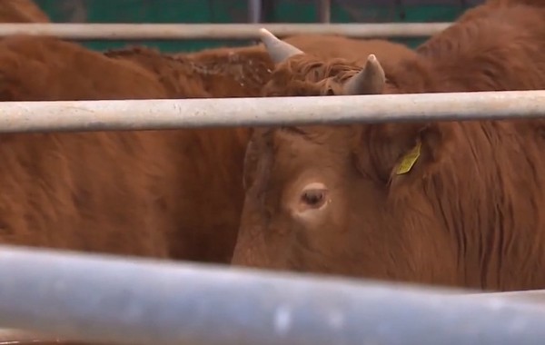 한우(자료 사진)