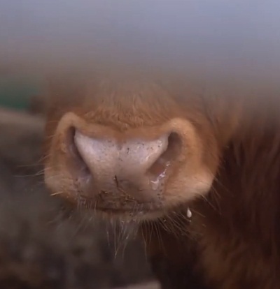 한우(자료 사진)