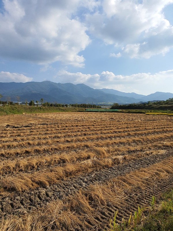 일손이 부족한 농촌 들녘.