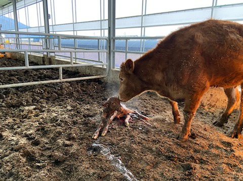 어린 송아지를 낳은지 얼마 되지 않은 한우.