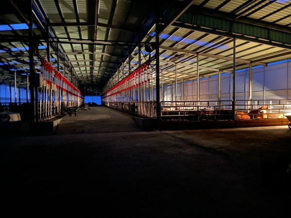 브루셀라병이 오기 전의 정상적인 한우 농장.