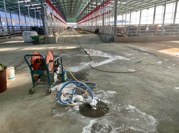 브루셀라병 감염으로 폐사 직전의 농장