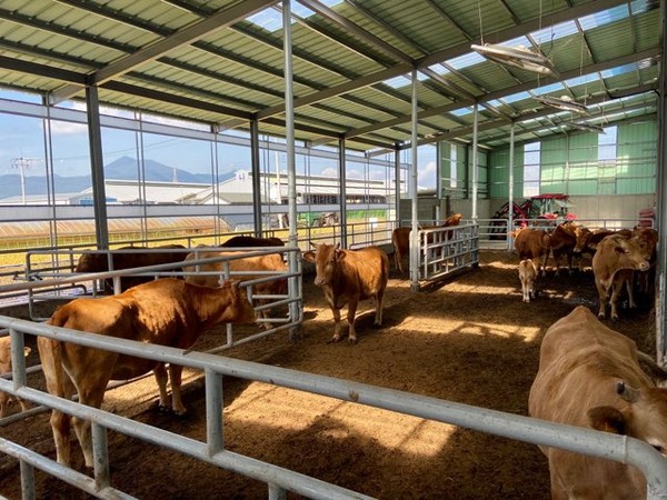 브루셀라에 감염되지 않았지만 도축 대상인 한우들.