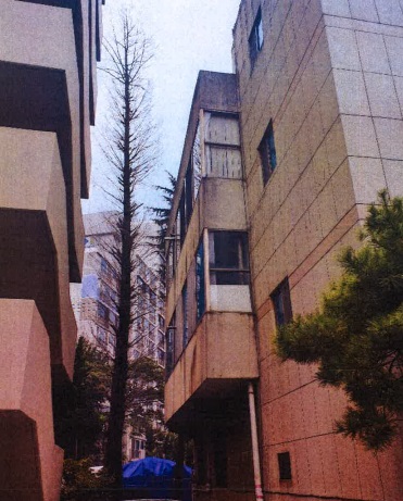 사건의 발단이 된 아파트 내 나무.