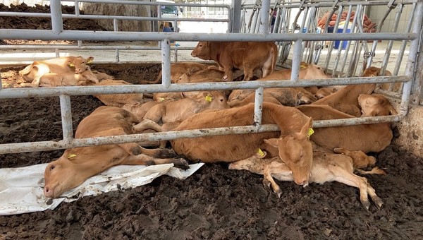 경남 밀양의 한우 농가에서 최근 브루셀라병 확산으로 소들이 살처분되고 있는 모습.
