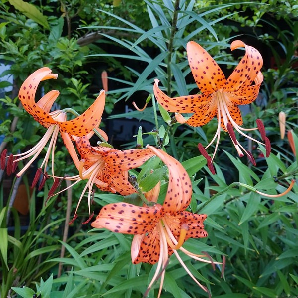 도심에서 마주한 여름꽃들 < 포토 에세이 < 특별기획 < 연재/특별기획 < 기사본문 - 전북의소리