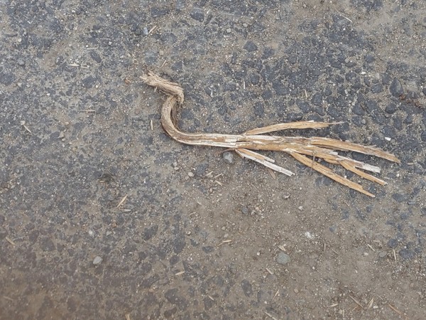            고샅길에 뒹구는 지저깨비.