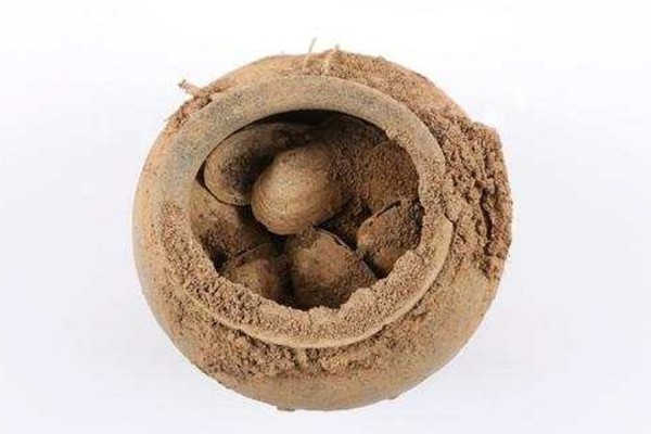 항아리 내부에 담긴 조개들(문화재청 국립완주문화재연구소 제공)