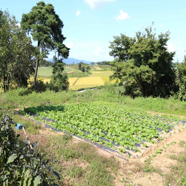                            홍해농장 가옥터 : 고창군 부안면 오산리 195-3(복분자로 82-31)