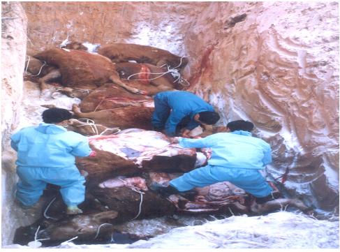 2013년 정읍 지역의 브루셀라병 양성 암소 살처분 모습(자료 사진)