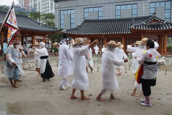  퍼붓는 비로 논에 들어갈 수가 없어 전수관 한옥마당에서 만두레를 재현하고 있는 모습.