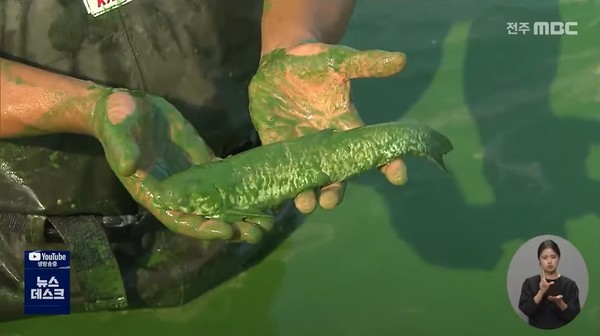 8월 24일 전주MBC 뉴스데스크 보도 화면 편집